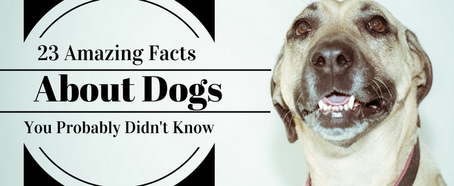 23 Amazing Facts About Dogs You Probably Didn't Know