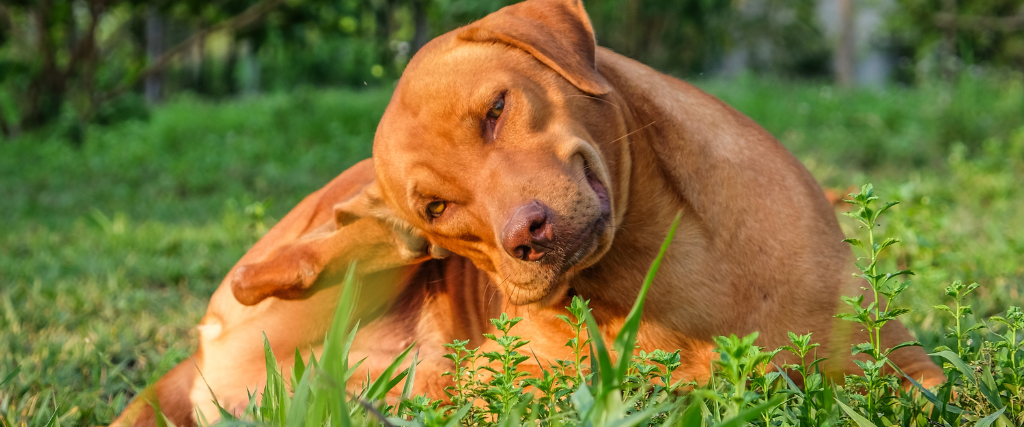 Dog Fleas and Ticks: Get Them Before They Get You!