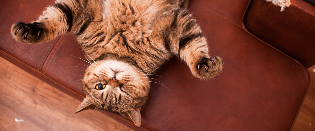 Is Your Cat Acting Strange? Behavior Changes That are a Red Flag