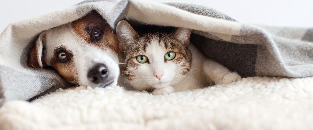 Unwrapping the Joy: 7 Reasons to Adopt a Senior Pet During the Holidays